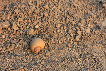 Fototapeta na wymiar shell die on ground of arid land