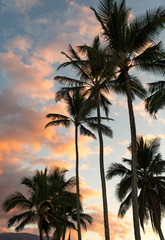 Fototapeta na wymiar Sunset Palms