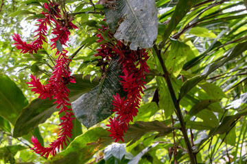 Blurred nature background with tropical red ginger flower and copy space
