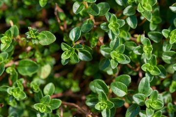 Vibrant green common garden thyme close-up.
