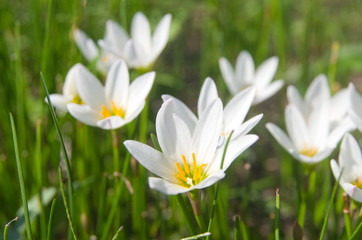 玉簾（タマスダレ）の白い花