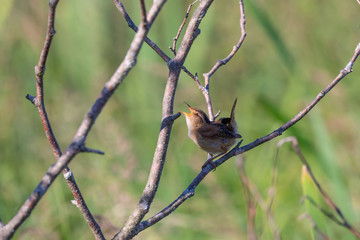  The marsh wren (Cistothorus palustris),small North American songbird in the natural environment