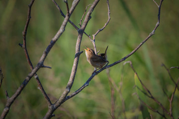   The marsh wren (Cistothorus palustris),small North American songbird in the natural environment