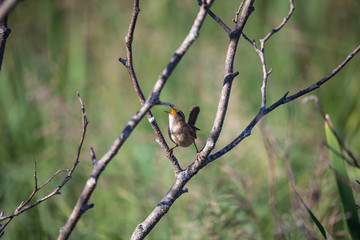   The marsh wren (Cistothorus palustris),small North American songbird in the natural environment