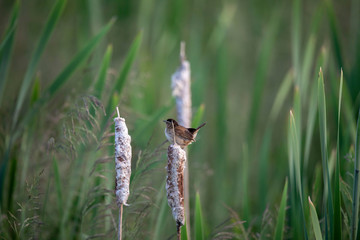   The marsh wren (Cistothorus palustris),small North American songbird in the natural environment