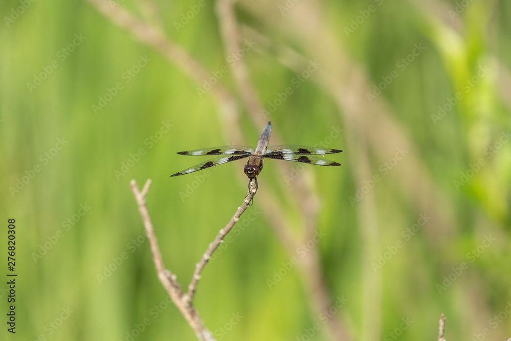 Wall mural Twelve-spotted Skimmer (Libellula pulchella),dragonfly on the natural environment