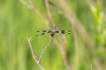 Twelve-spotted Skimmer (Libellula pulchella),dragonfly on the natural environment