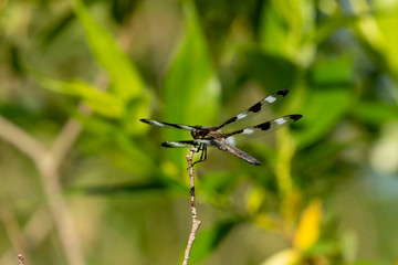 Twelve-spotted Skimmer (Libellula pulchella),dragonfly on the natural environment