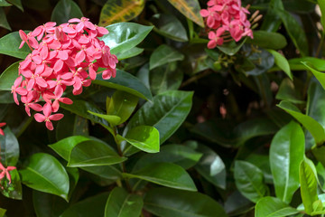 Bright pink cute Color Ixora flowers or jungle geranium or flame jungle woods