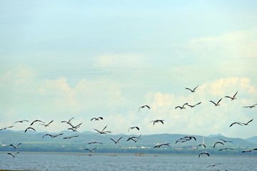 A flock of Asian Openbills (Anastomus oscitans) flying up to the sky. 