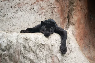 Foto auf Leinwand fauler schwarzer panther © anankkml