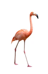Poster Amerikaanse flamingovogel (Phoenicopterus ruber) die op wit wordt geïsoleerd © anankkml