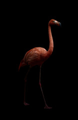 american flamingo bird in dark backhround