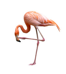 american flamingo bird (Phoenicopterus ruber) isolated on white - obrazy, fototapety, plakaty