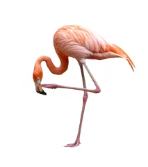 Foto op Canvas american flamingo bird (Phoenicopterus ruber) isolated on white © anankkml
