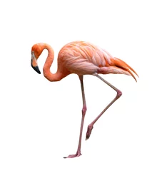 Poster Im Rahmen Amerikanischer Flamingovogel (Phoenicopterus ruber) isoliert auf weiß © anankkml