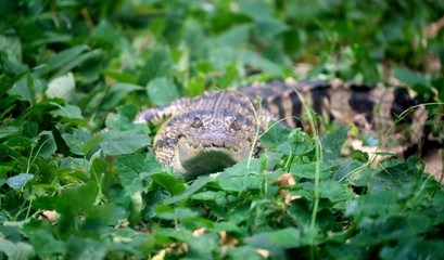 small crocodile hiding in green grass