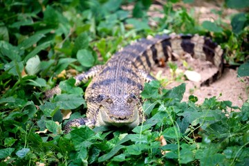 small crocodile hiding in green grass