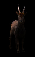 common eland in dark background