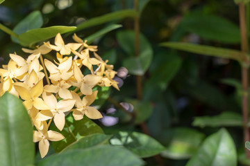 Yellow cute Color Ixora flowers or jungle geranium or flame of the jungle woods, Ixora coccinea