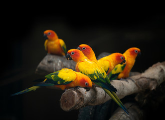 group of sunconure parrot bird dark background