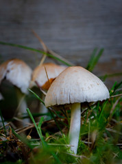 mushroom in grass