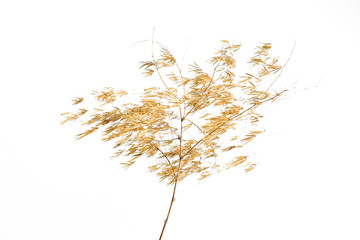 Branch of dry bamboo on white background