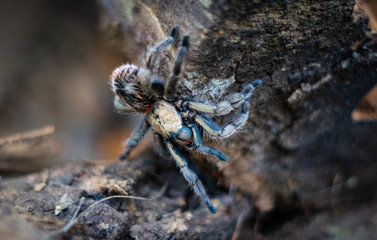 Tarántula otoñal