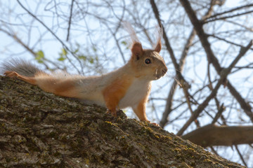 squirrel on a big tree