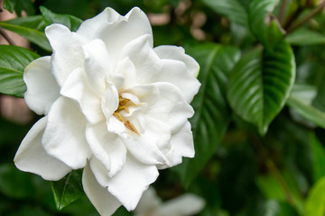 Obraz na płótnie Canvas 純白のクチナシの花