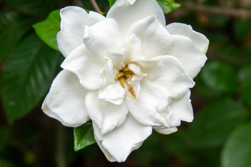 Obraz premium 純白のクチナシの花