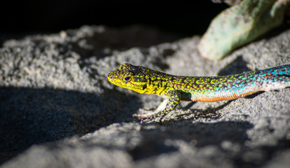Liolaemus tenuis