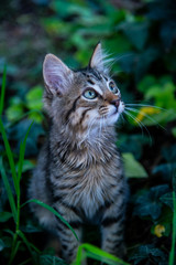 kitten