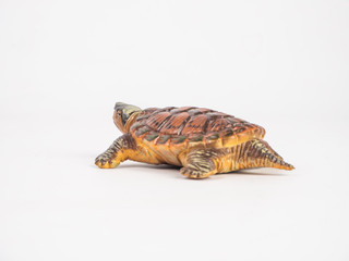 turtle on white background