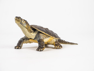 turtle on white background