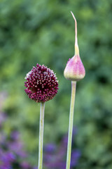 Portrait of a purple Allium in bloom with another in bud, blurred green garden background