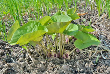 Medicinal herb coltsfoot (Asarum sieboldii) 6