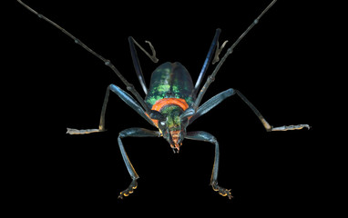 Capricorn beetle (Chloridolum sieversi) 8