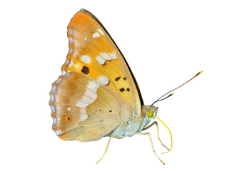 Butterfly (Apatura ilia ussuriensis) 4
