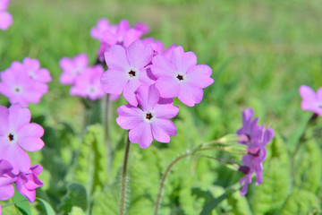 Flowers primrose