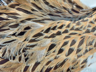 Feathers of duck 3