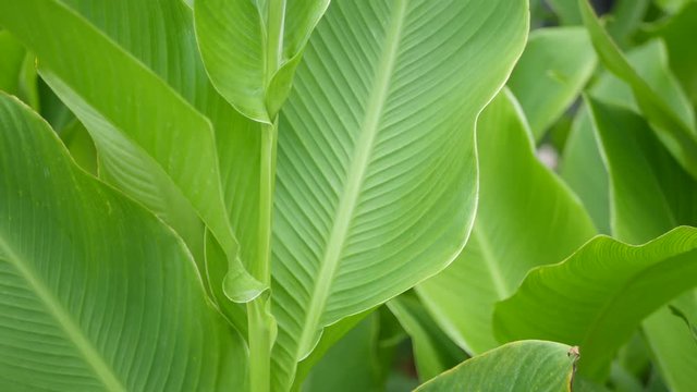 Banana leaf wall. Large tropical fresh green banana tree leaves. Natural tropical exotic background.