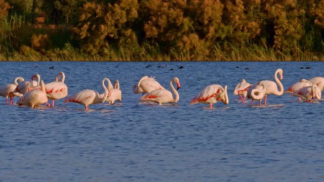 Pink flamingos grooming their feathers in the middle of a lagoon with blue and clean waters, at sunset. Beautiful images of Greater flamingos in a wetland at south of Europe, soft panning to left.