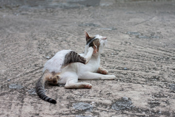 Fototapeta premium The cat sit lifting his legs scratching his ears is merrily on vintage cement floor.