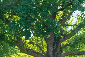 green leaves in the forest