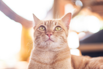 Close up of ginger cat looking something, cute pet at home