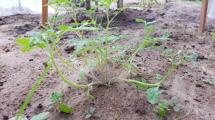 young plants in the garden