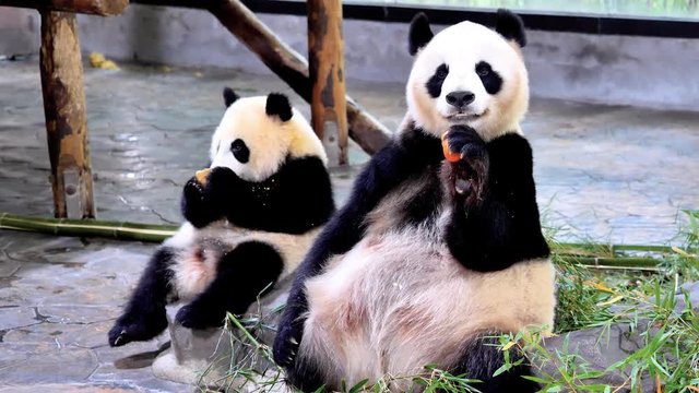 Cute happy giant panda family eating fresh carrot together, side by side, mother and child panda. Close up view, 4K footage, slow motion.