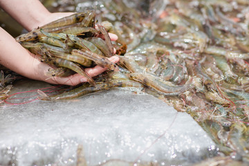 Shrimp is placed on the hand on a blurred background of white shrimp frozen in a bucket.