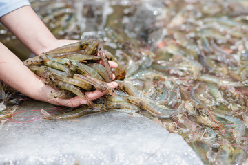 Shrimp is placed on the hand on a blurred background of white shrimp frozen in a bucket.